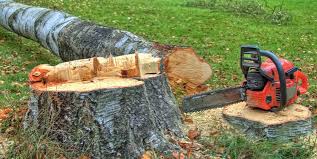 How Our Tree Care Process Works  in  Earlysville, VA
