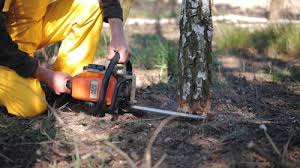 Best Hazardous Tree Removal  in Earlysville, VA