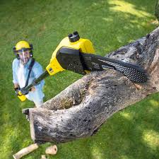 Best Root Management and Removal  in Earlysville, VA