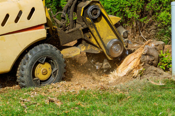 Best Lawn Grading and Leveling  in Earlysville, VA
