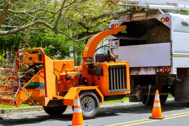 Best Leaf Removal  in Earlysville, VA