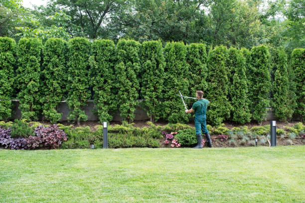 Lawn Renovation and Restoration in Earlysville, VA
