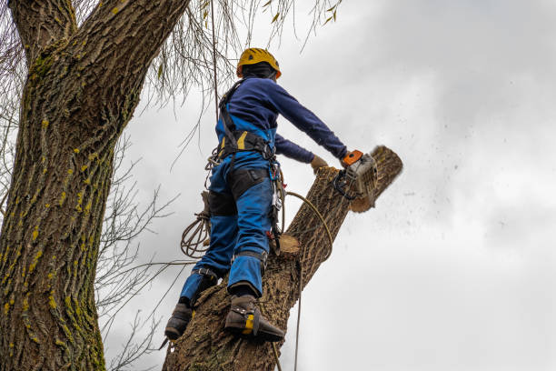 Reliable Earlysville, VA Tree Services Solutions