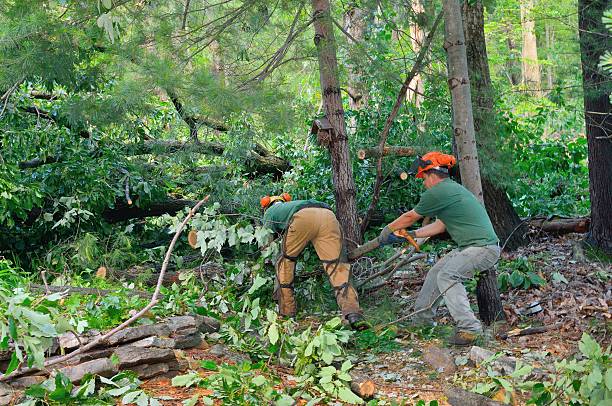 Best Commercial Tree Services  in Earlysville, VA