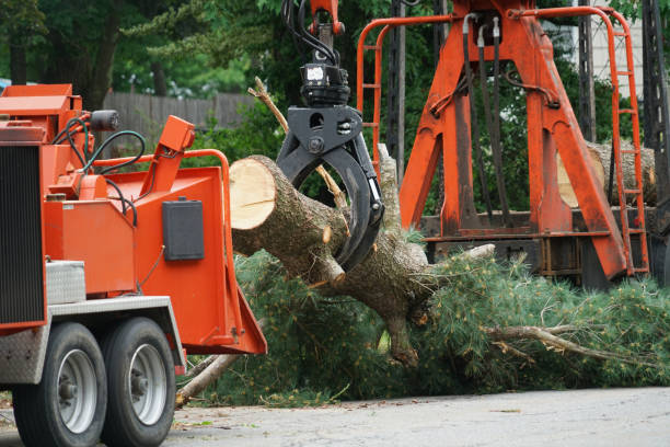 Best Arborist Consultation Services  in Earlysville, VA