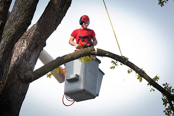 Earlysville, VA Tree Services Pros
