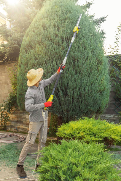 Best Lawn Maintenance Plans  in Earlysville, VA