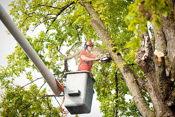 Best Tree Trimming and Pruning  in Earlysville, VA