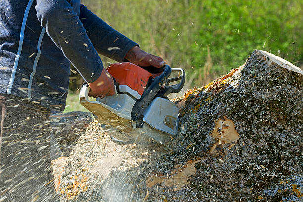 Best Lawn Disease Treatment  in Earlysville, VA